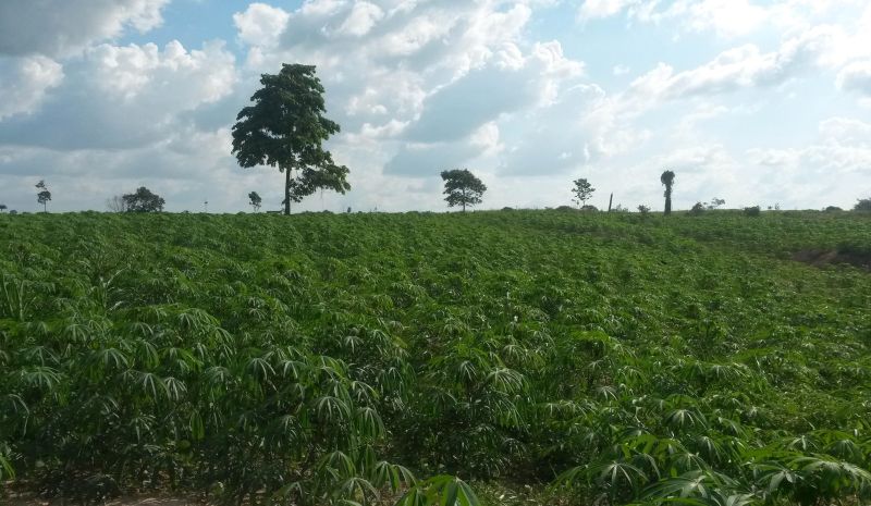 notícia: Agricultores de São Geraldo do Araguaia comemoram aumento na produção