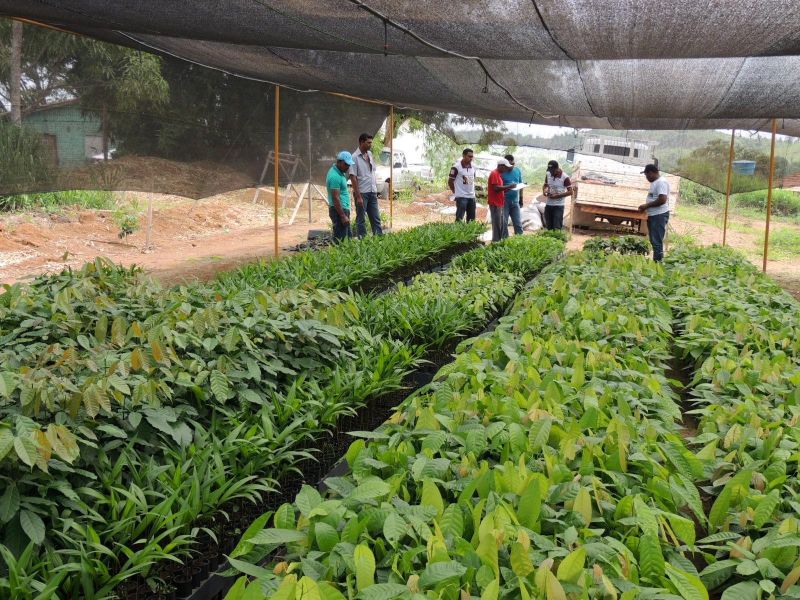 notícia: Agricultores de Anapu recebem mais de 22 mil mudas de frutíferas e essências florestais