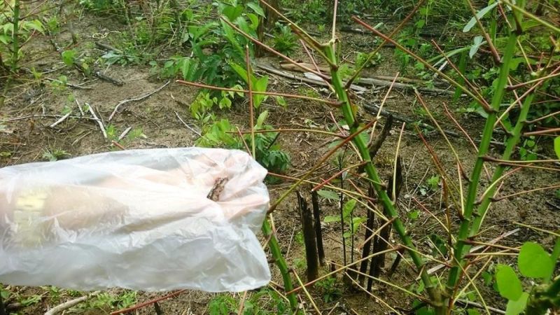 notícia: Emater combate praga em plantação de mandioca com inseticida natural