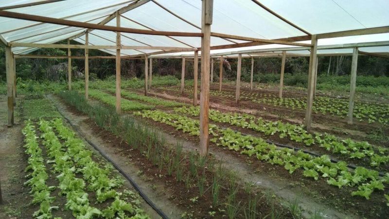 notícia: Agricultores de Altamira iniciam colheita de hortaliças em unidade da Emater