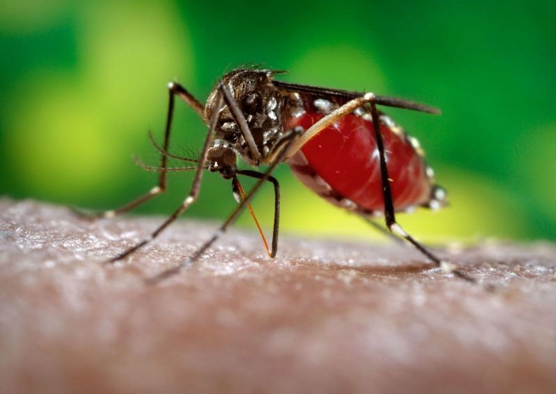 notícia: Informe sobre dengue mostra queda de 75% nos casos confirmados