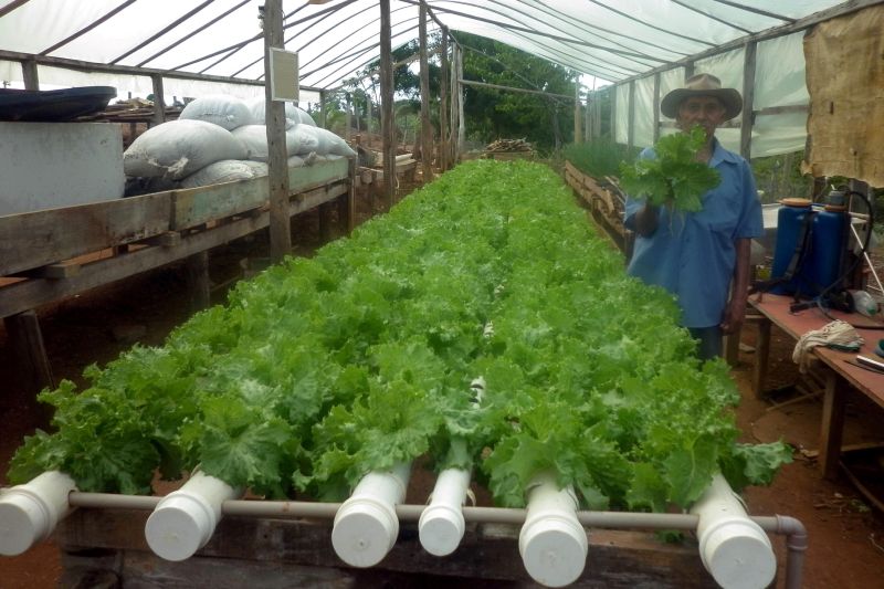 notícia: Projeto da Emater incentiva a produção de hortaliças folhosas pelo método hidropônico em Brasil Novo