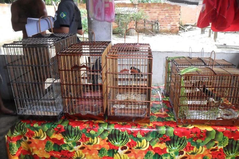 notícia: Semas autua dez criadouros irregulares de aves silvestres em Altamira