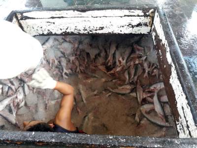 galeria: Fiscais apreendem toneladas de pescado no Rio Amazonas