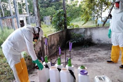 notícia: Adepará intensifica ações de combate à mosca da carambola no Marajó