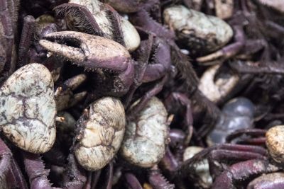 notícia: Ideflor-Bio alerta para o último período do defeso do caranguejo-uçá