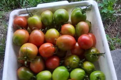 notícia: Emater orienta comunidade de Bujaru sobre colheita de tomate