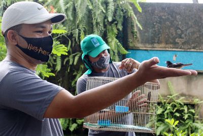 notícia: Mangal das Garças realiza soltura de aves resgatadas 