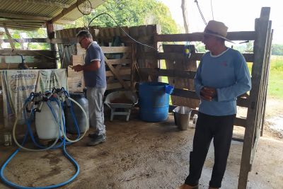 notícia: Com Emater, assentados de Nova Ipixuna revitalizam pecuária leiteira