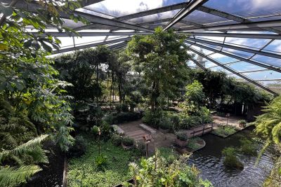 notícia: Dia Nacional da Botânica: Parque Mangal das Garças é referência de área verde em Belém