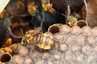 notícia: Projeto de educação ambiental promove cultivo de abelhas nativas no Parque Mangal das Garças 