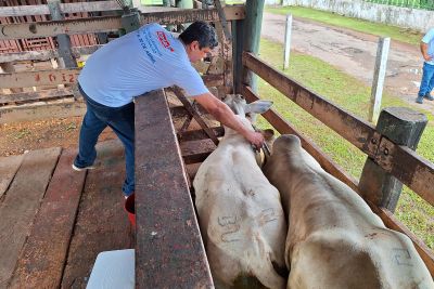 notícia: Pará encerra, nesta terça (30), última campanha de vacinação contra a febre aftosa