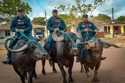 notícia: Policiamento com búfalos reforça segurança, turismo e a cultura no Marajó