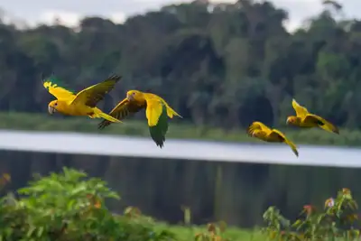 notícia: Projeto do governo do Pará reintroduz ararajubas na natureza e marca novo capítulo na conservação da espécie