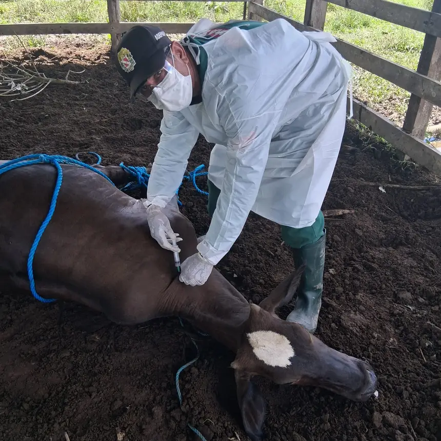 vacinação contra a brucelose