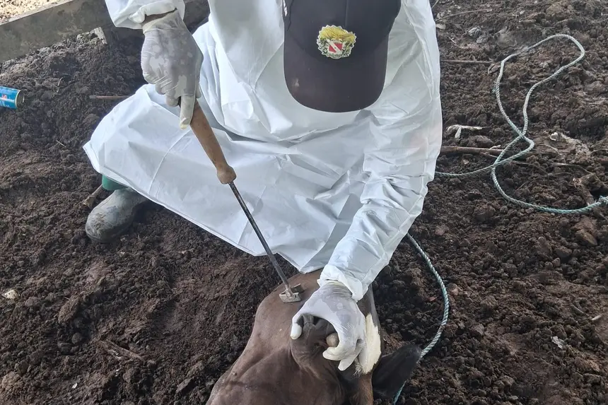 marcação das bezerras 