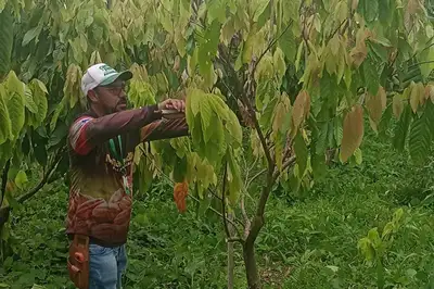 notícia: Emater capacita agricultores de Brasil Novo para cacau mais produtivo no Xingu