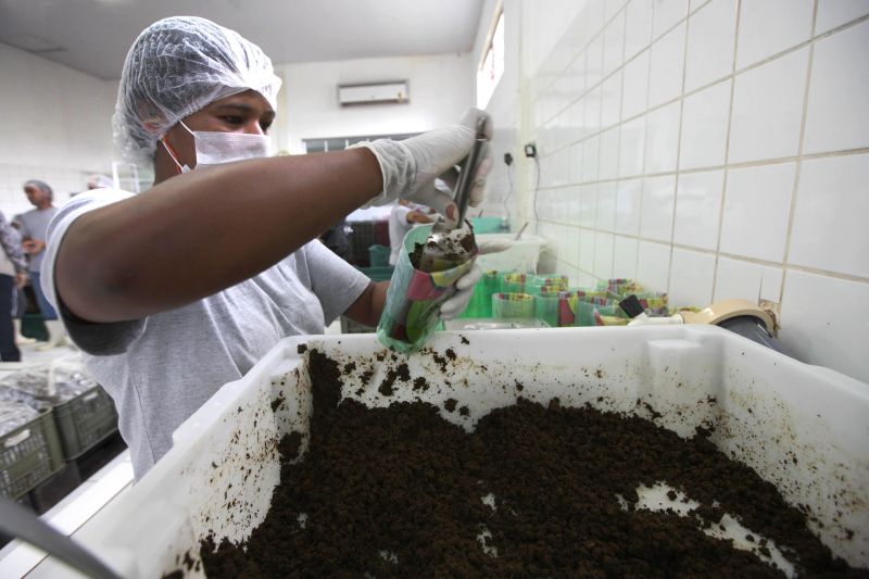 notícia: Experimento da Emater em comunidade do Tauá deve render 20 toneladas de maniva