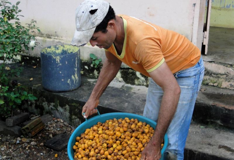 notícia: Curionópolis festeja 27 anos com recorde na produção de taperebá