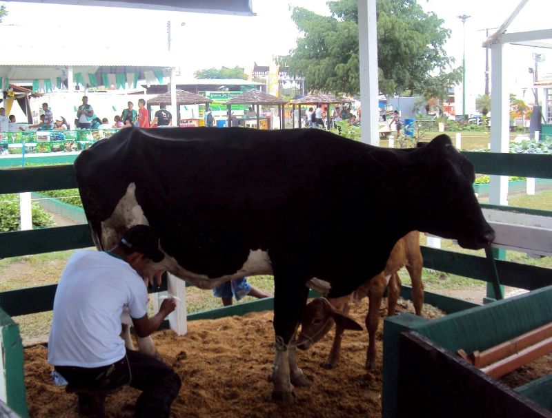 notícia: Conceição do Araguaia sedia a I Expoleite