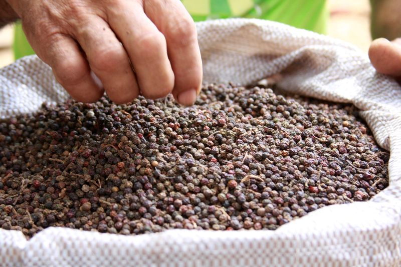 notícia: Adepará atua no desenvolvimernto da cadeia produtiva de pimenta-do-reino