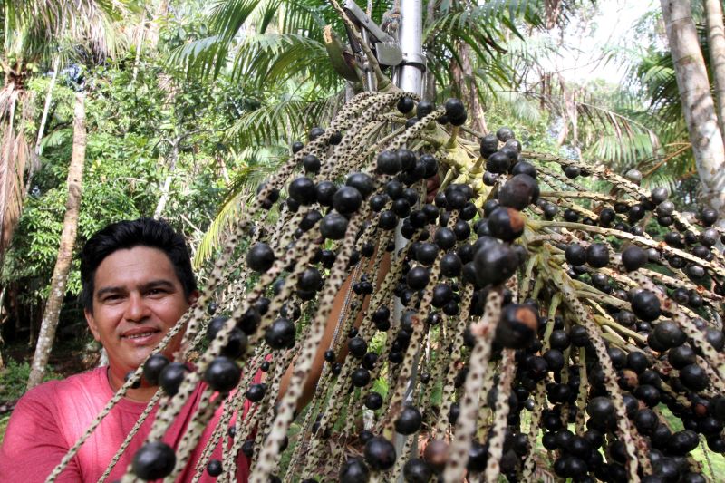 notícia:  Agricultor de Abaetetuba inventa apanhador de açaí que substitui a peconha