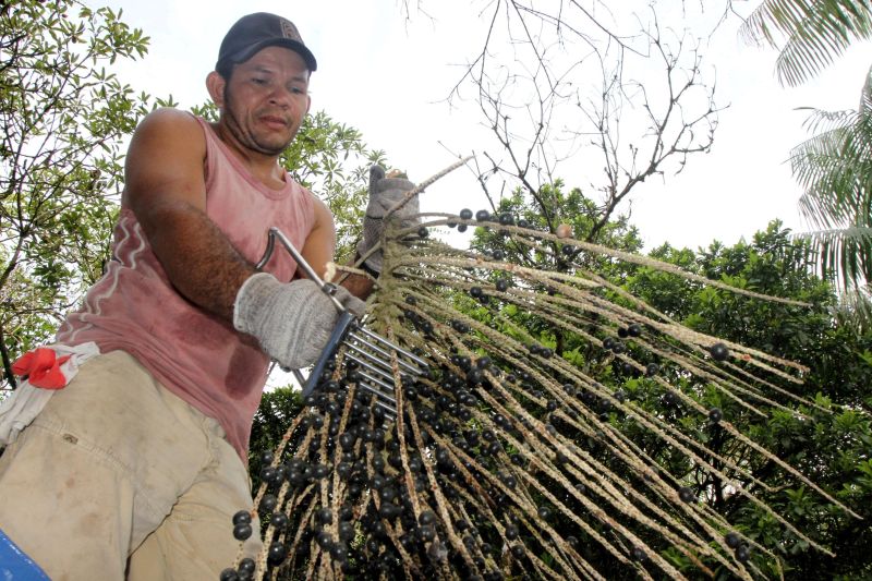 notícia: Vendas externas de açaí geram receita de mais de R$ 200 milhões ao Pará