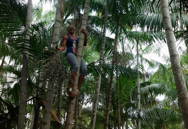 notícia: Mulheres se destacam na produção do açaí das ilhas de Belém