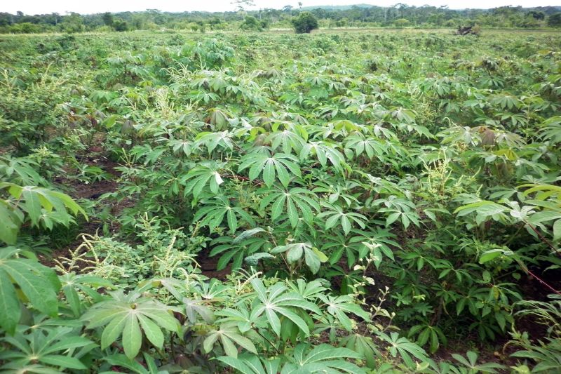 notícia: Emater implanta banco de produção de semente de mandioca em Cachoeira da Serra