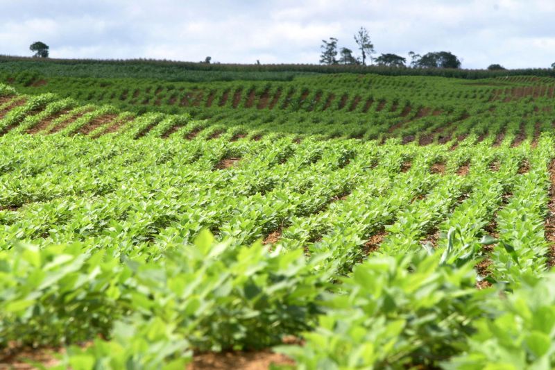 notícia: Pará avança na emissão de Cadastros Ambientais Rurais