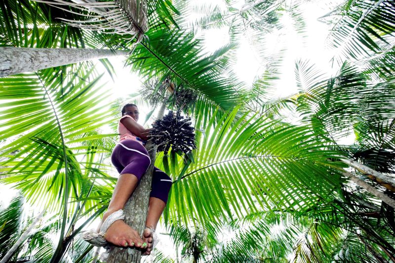 notícia: Mulheres lideram a produção e colheita de açaí na região das ilhas