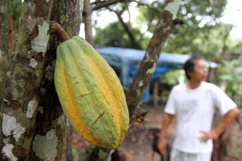 notícia: Projeto no Senado abre novas perspectivas para a produção de cacau no Brasil
