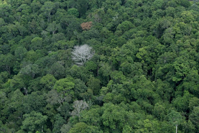 notícia: Governadores colocam em pauta economia verde e financiamento para redução do desmatamento