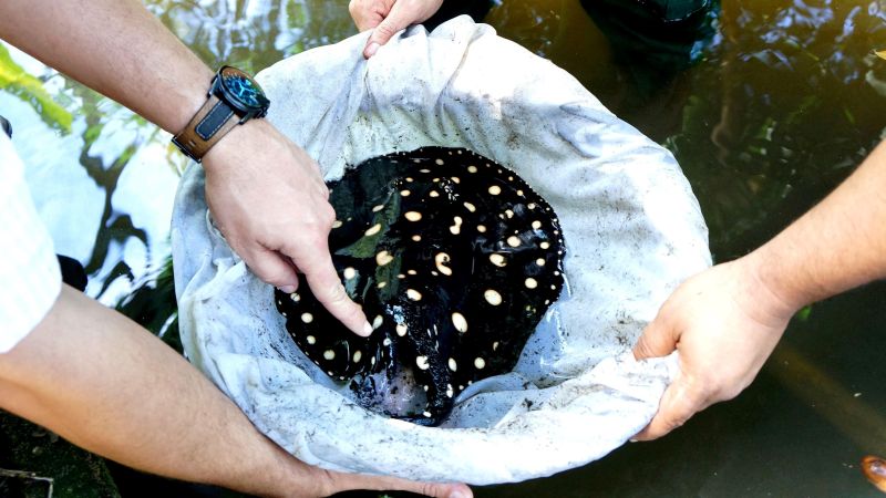 notícia: Arraia Xingu é a nova habitante do Mangal das Garças