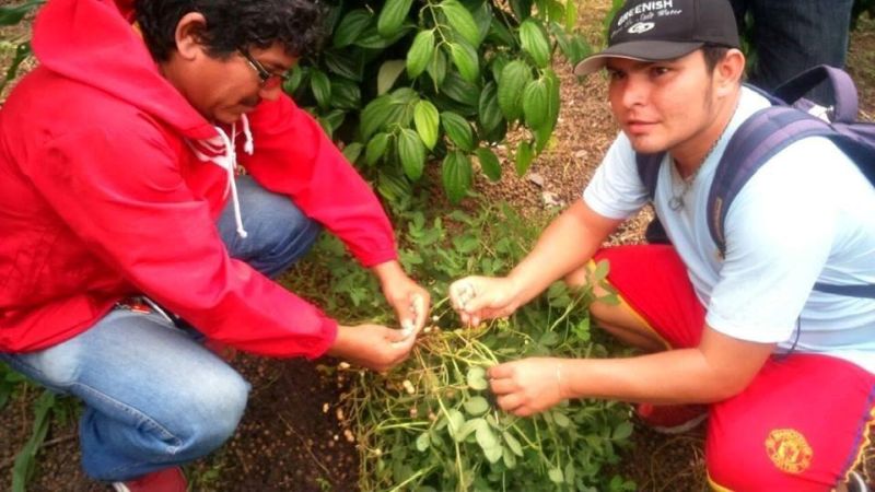 notícia: Assistência poderá dobrar a produção de pimenta-do-reino em Cametá