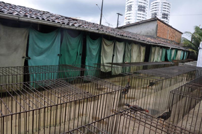 notícia: Operação resgata mais de 300 galos de rinha em menos de quatro dias na Grande Belém