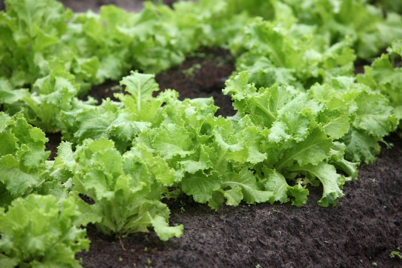 notícia: Agricultores locais são responsáveis por 70% do mercado de hortaliças na RMB