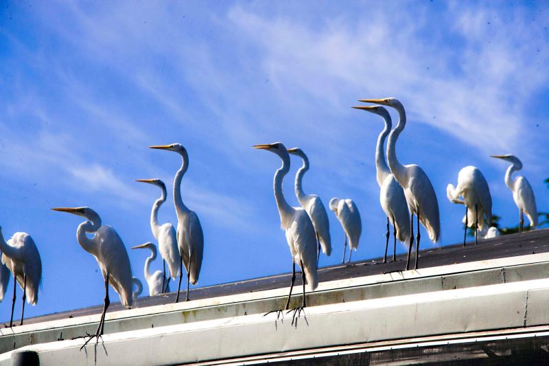 notícia: Mangal das Garças recebe diversas espécies de aves ao longo do ano