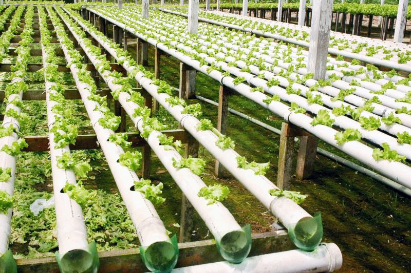 notícia: Emater capacita agricultores de São Miguel do Guamá para horticultura orgânica
