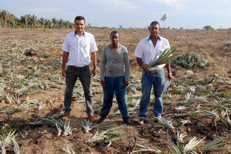notícia: Festival do Abacaxi em Floresta do Araguaia conta com a parceria da Emater