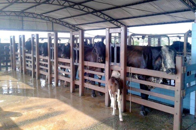 notícia: Emater faz ação preventiva em animais bovinos de Cumaru do Norte