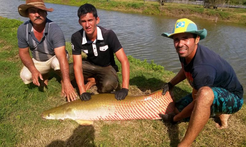 notícia: Emater incentiva criação de pirarucu em cativeiro em Almeirim