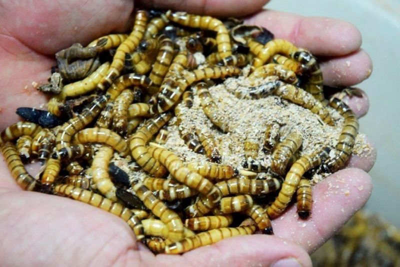 notícia: Biotério garante ciclo de vida das aves do Mangal 