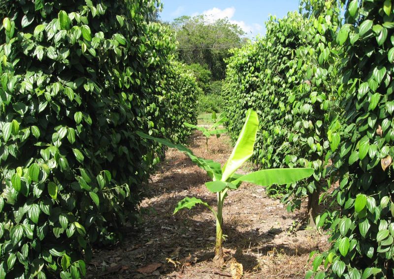notícia: Segup reúne com produtores de pimenta-do-reino para definir ações contra roubos