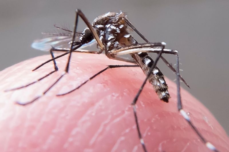 notícia:  Sespa divulga novos números da dengue, chikungunya e zika no Pará