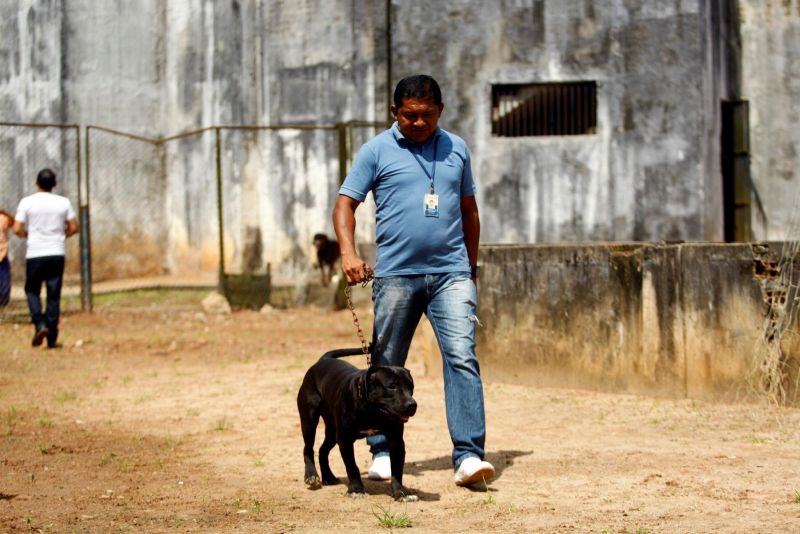 notícia: Cães treinados reforçam segurança em unidades prisionais da Susipe