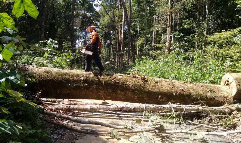 notícia: Três madeireiras irregulares são autuadas pela Semas em Santarém e Juruti