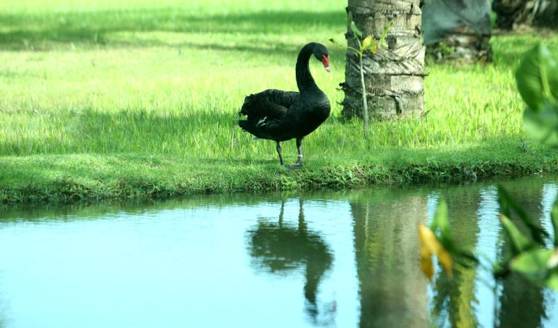 notícia: Paisagem externa do Hangar é valorizada com a chegada de Cisnes Negros