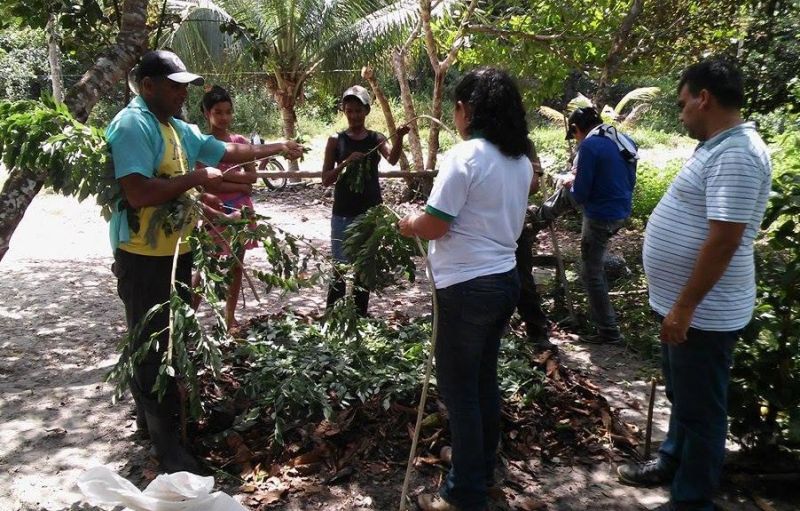 notícia: Pequenos produtores implantam novas técnicas agrícolas em Marapanim