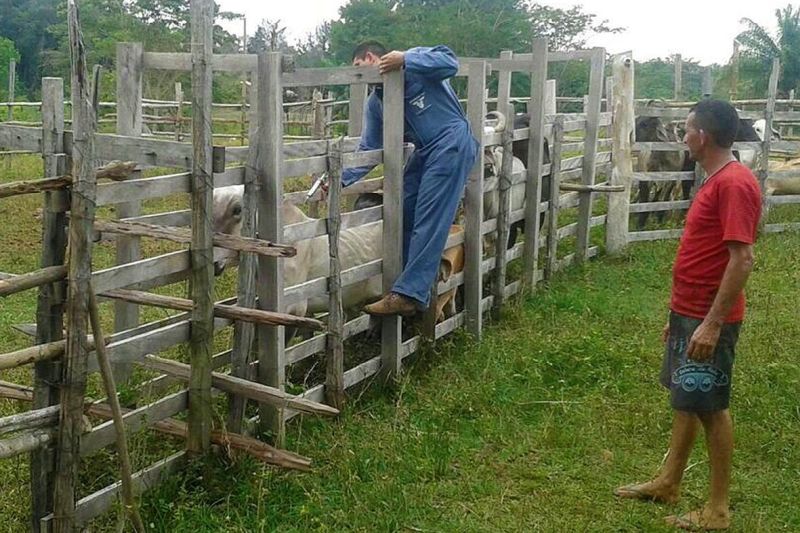 notícia: Campanha da Febre Aftosa em Faro e Terra Santa alcança altos índices de vacinação